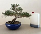 盆栽の小さな庭師たち