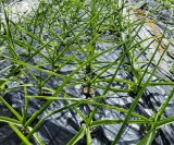 今年の大蒜は特に、甘くて本当においしい