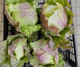 慣行栽培に負けてない「キャベツ畑」