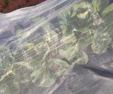 給食に消えたブロッコリー、菌根菌の努力はどこへ