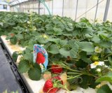 長崎のそこのけいちご達