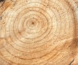 40年の年輪が語る檜の静かな復活劇