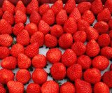 長崎の菌根菌は今日も元気だった