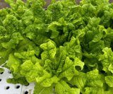 大きくなったらバオバブの木に！？