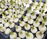 ニンニクの天日乾燥が終わり、出荷が始まりました。