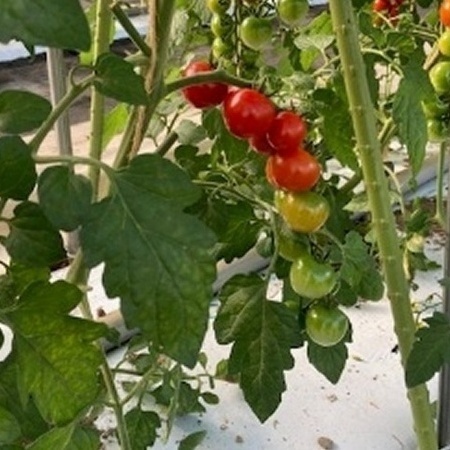 トマトができました