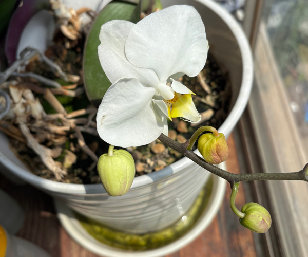 枯れそうな蘭が三年連続で咲き誇っています