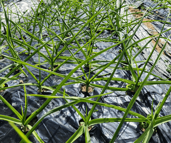 今年の大蒜は特に、甘くて本当においしい