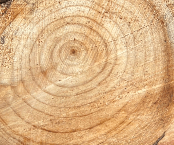 40年の年輪が語る檜の静かな復活劇