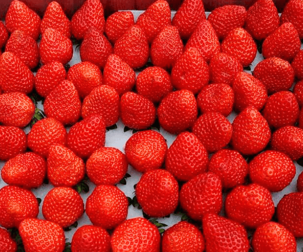 長崎の菌根菌は今日も元気だった