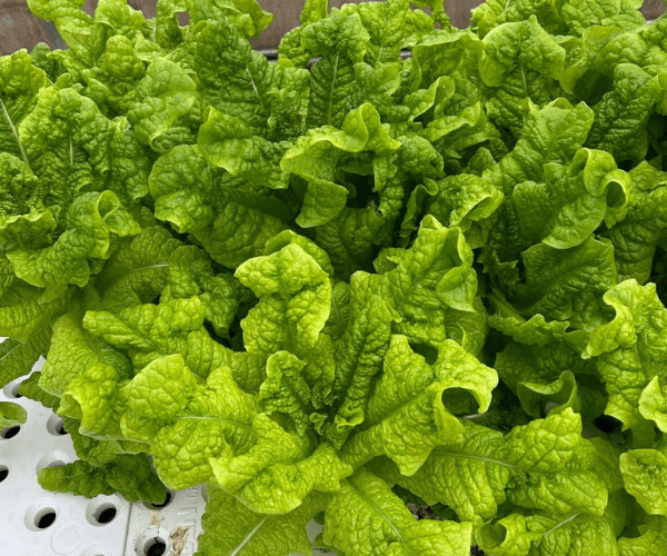 大きくなったらバオバブの木に！？