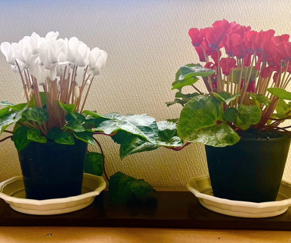 窓際のシクラメン。ロングラン公演中。