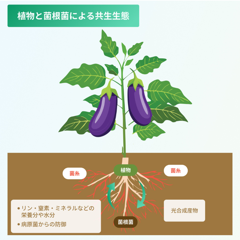 共生生態イメージ