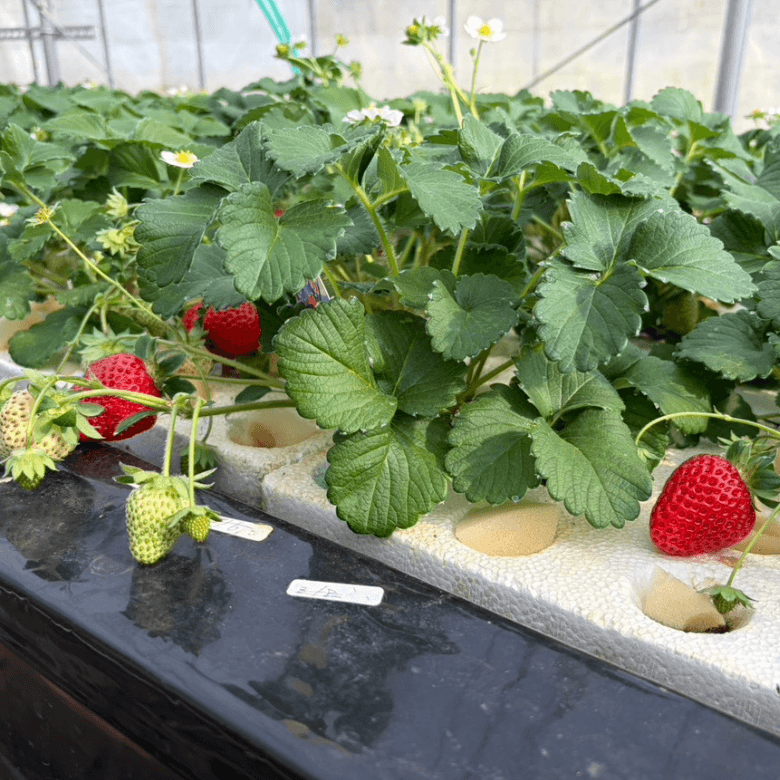 いちごができました